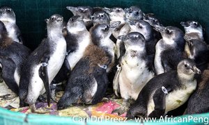 African penguin chicks removed from Dyer Island
